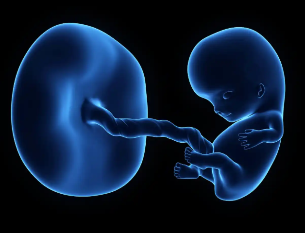 澳洲试管婴儿政府免费吗